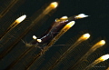   Black Crinoid Shrimp Almost impossible see when their host crinoid. 60mm Subseex10 Taken my friend Daniel Horovaith 92 FSW Sub-seex10 Sub seex10  